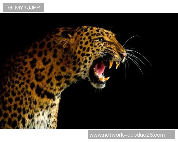 掠夺者与企鹅的生存斗争揭示自然界的残酷法则与生态平衡的重要性 掠夺者与企鹅的生存斗争揭示自然界的残酷法则与生态平衡的重要性